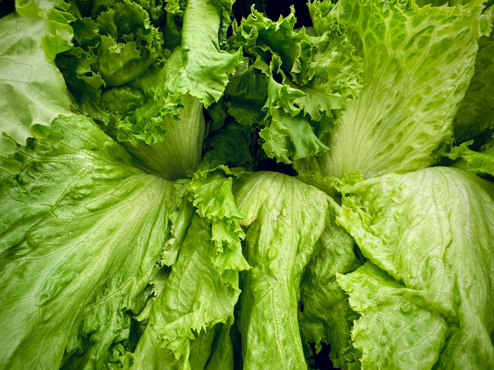 closeup of green lettuce